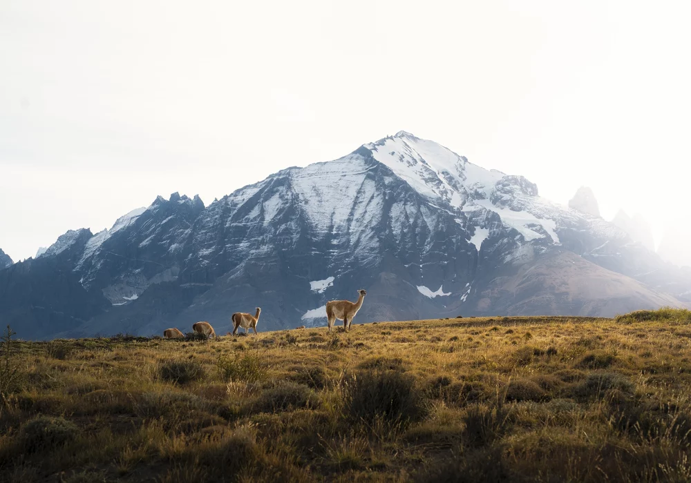 TORRES-DEL-PAINE-15 TORRES-DEL-PAINE-15